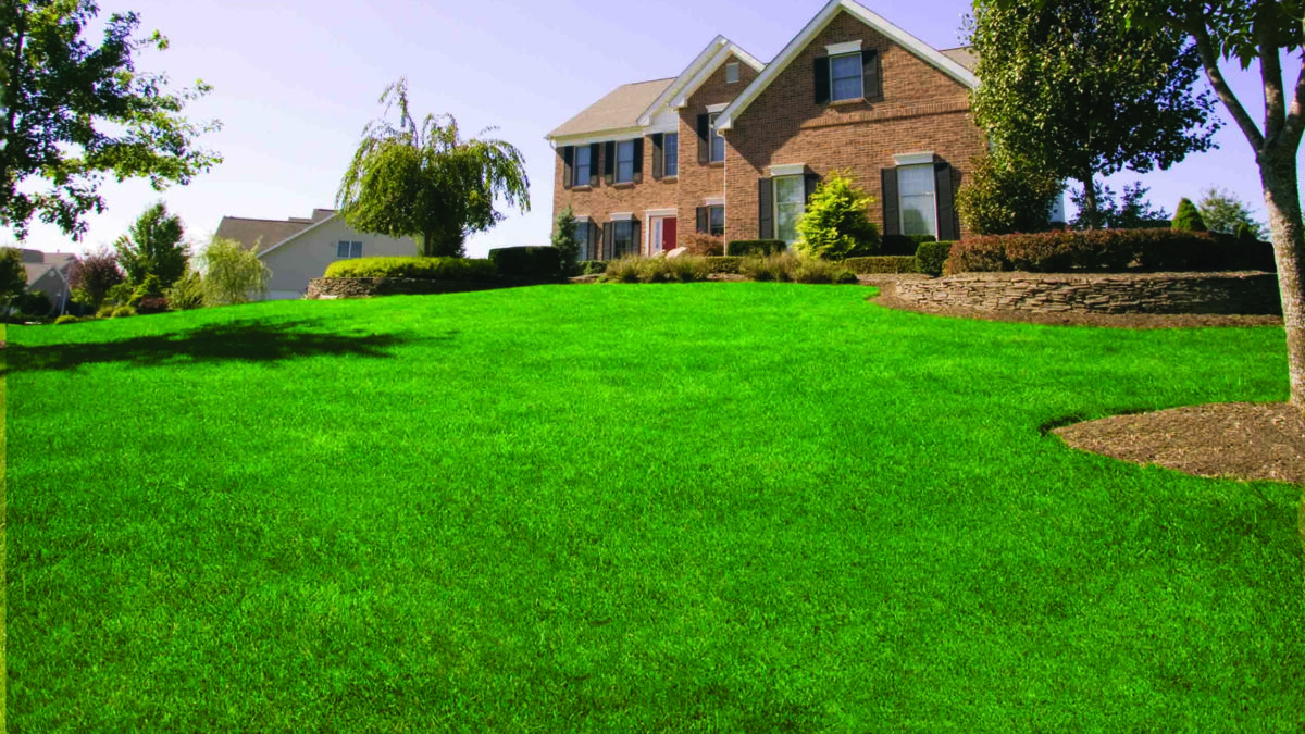 Green landscaping in Carson