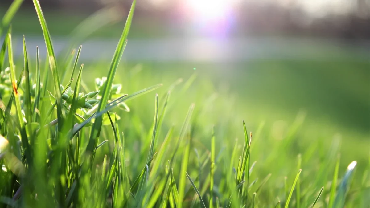 Artificial Grass