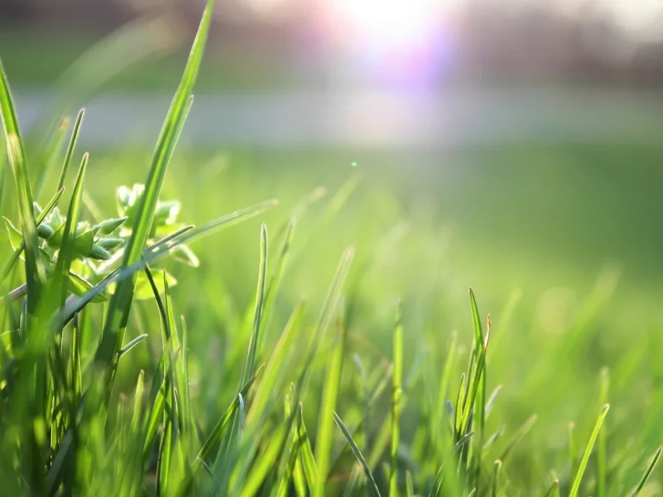 Artificial Grass