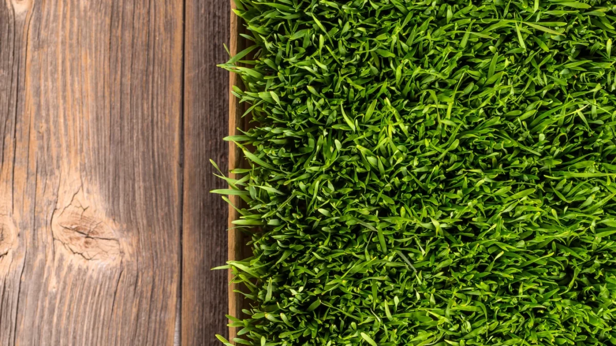 Synthetic Grass