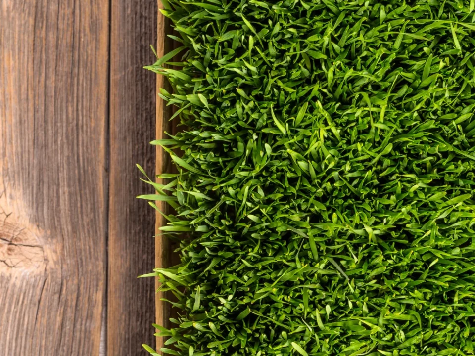 Synthetic Grass